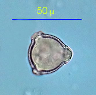 020-pva-g