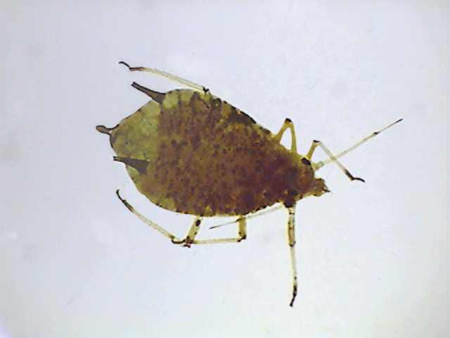 027-pva-l